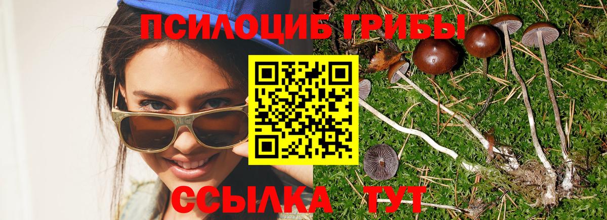 Псилоцибиновые грибы Cubensis Спасск-Дальний